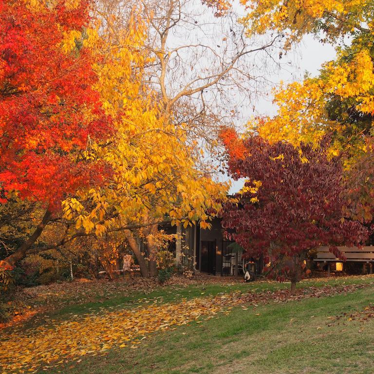 ברייט Forest Lodge Chalets מראה חיצוני תמונה